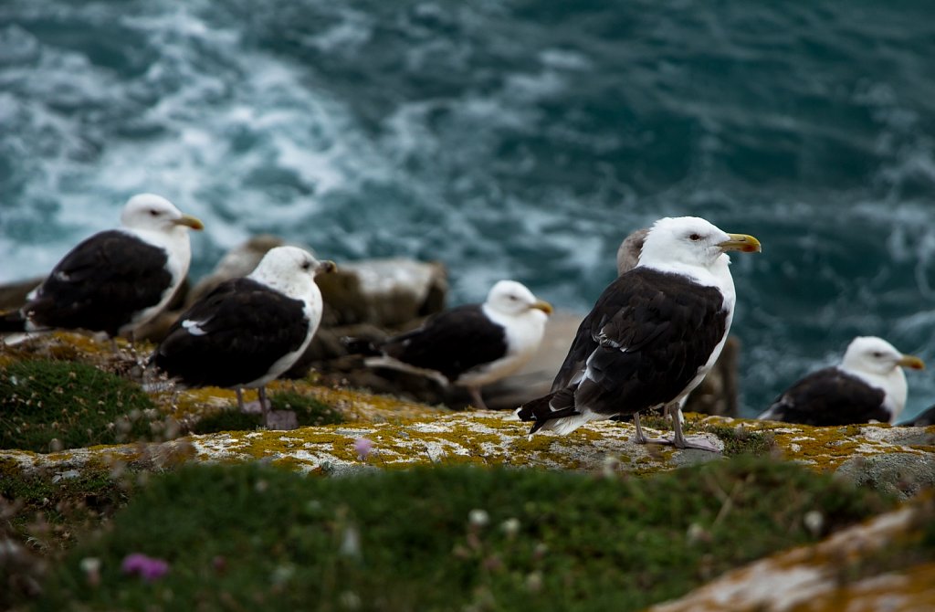 Möven am Point du Raz