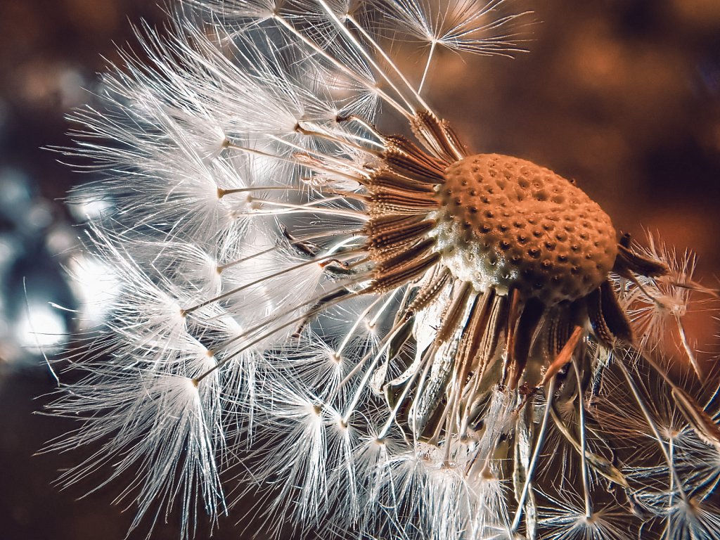 dandelion